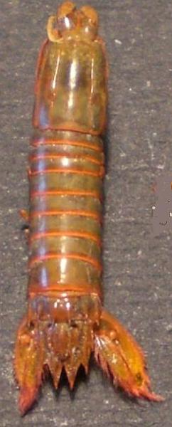 Gonodactylaceus ternatensis T.F.C. female total body.jpg